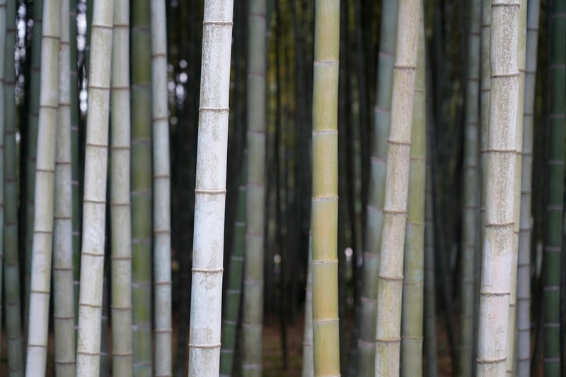 Sagano Bamboo Forest, Japan